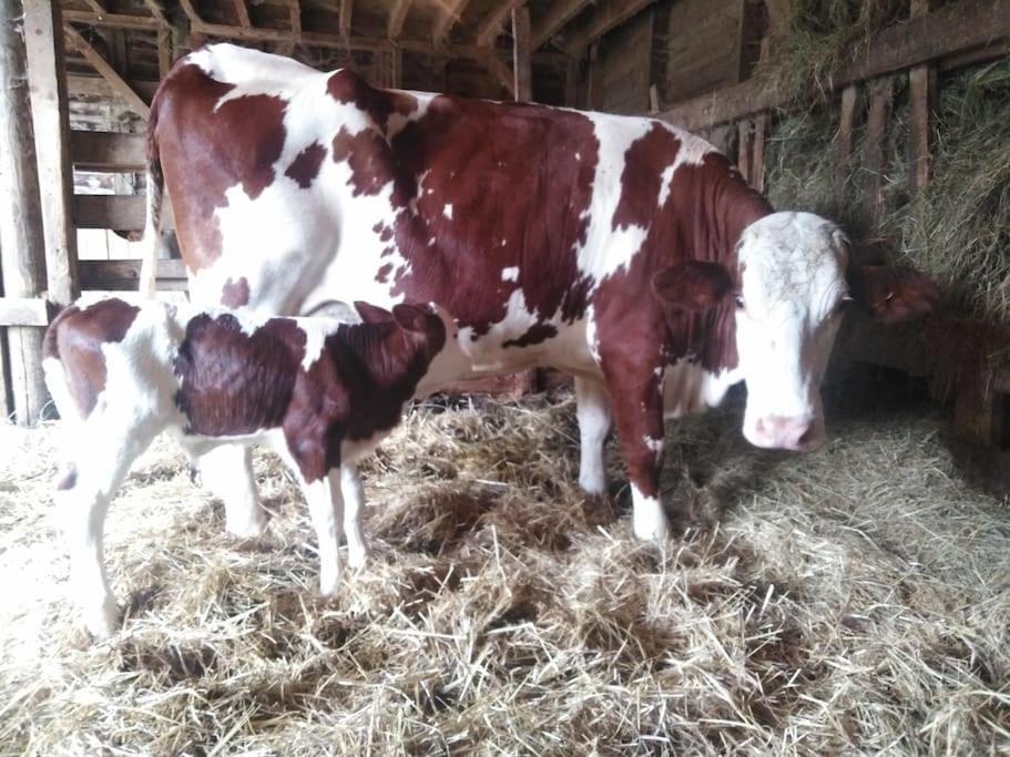 Gite A La Ferme, Avec Animaux, Fromages Et Nature Neuville-les-Decize Eksteriør billede