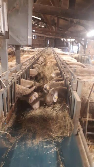 Gite A La Ferme, Avec Animaux, Fromages Et Nature Neuville-les-Decize Eksteriør billede