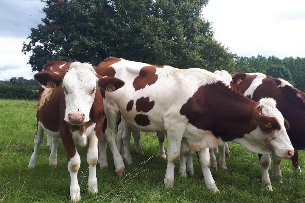 Gite A La Ferme, Avec Animaux, Fromages Et Nature Neuville-les-Decize Eksteriør billede