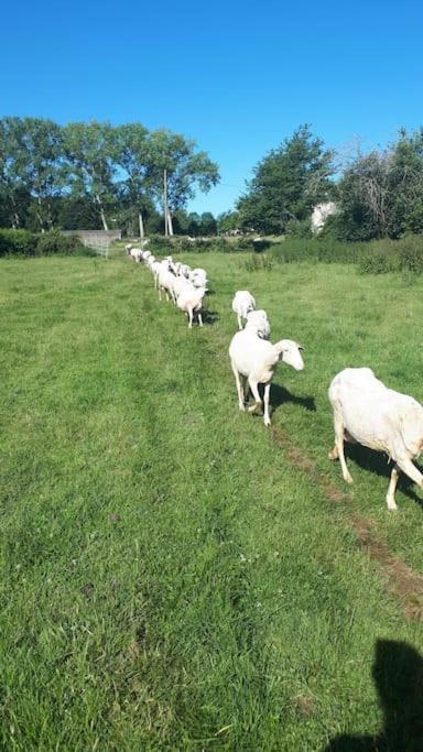 Gite A La Ferme, Avec Animaux, Fromages Et Nature Neuville-les-Decize Eksteriør billede